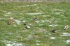 Snow Bunting at Shoebury Coastguards (Steve Arlow) (124099 bytes) Snow Bunting at Shoebury Coastguards (Steve Arlow) (124099 bytes)